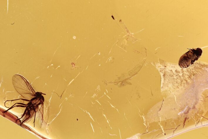Fossil Spider Beetle, Fungus Gnat, and Mite in Baltic Amber #288452